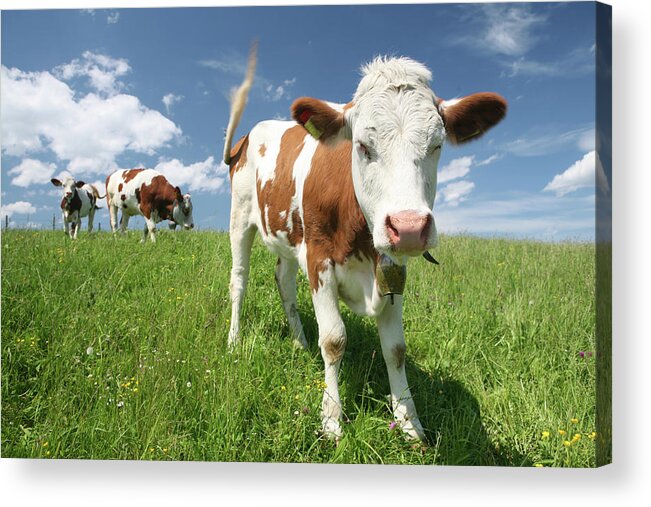 Animal Nose Acrylic Print featuring the photograph Group Of Cows by Wingmar