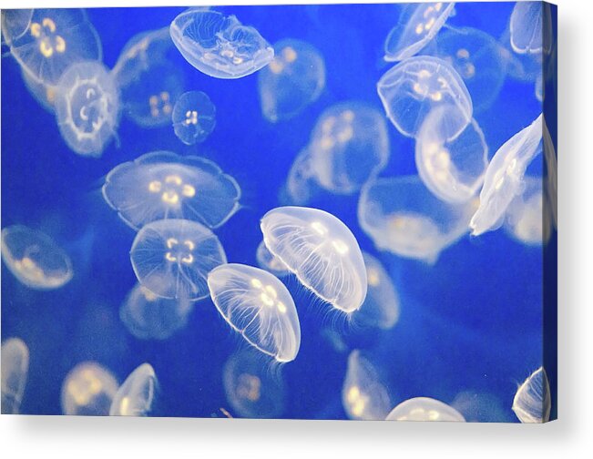 Underwater Acrylic Print featuring the photograph Group Of Small Jelly Fish by Carolyn Hebbard