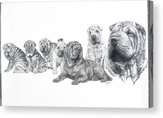 Images Of Shar Pei At Different Ages Acrylic Print featuring the painting Growing Up Shar Pei by Barbara Keith