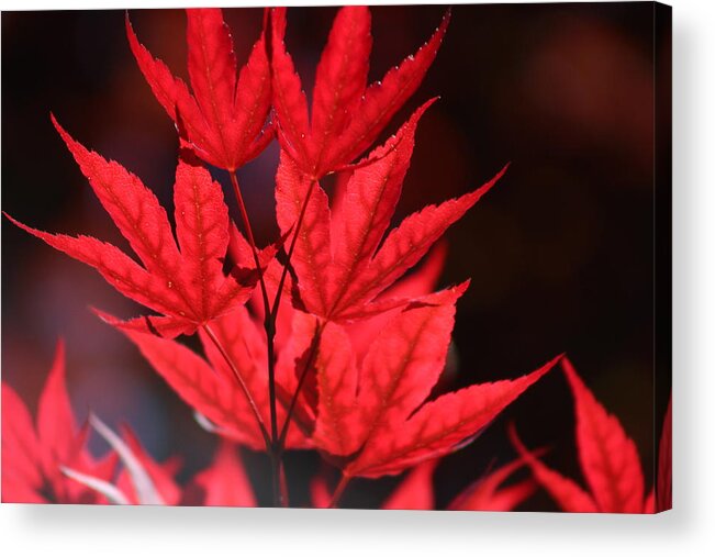 Japanese Maple Acrylic Print featuring the photograph Guardsman Red Japanese Maple Leaves by Colleen Cornelius