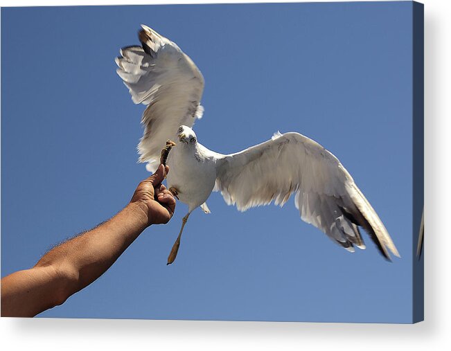 Ayvalik Acrylic Print featuring the photograph Gull-faced by Aylin Erozcan