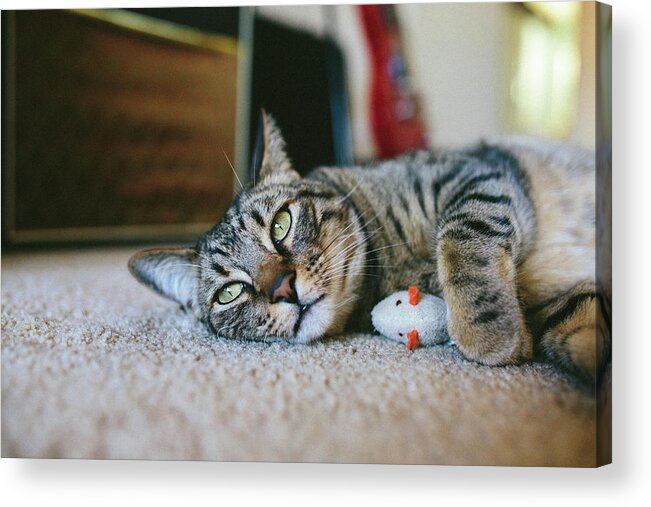 Cat Acrylic Print featuring the photograph Handsome Tabby Cat Lying Down On Carpet Next To His Toy Mouse by Cavan Images