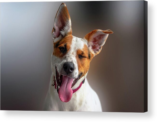 Dog Acrylic Print featuring the photograph Happy Dog by Christopher Johnson