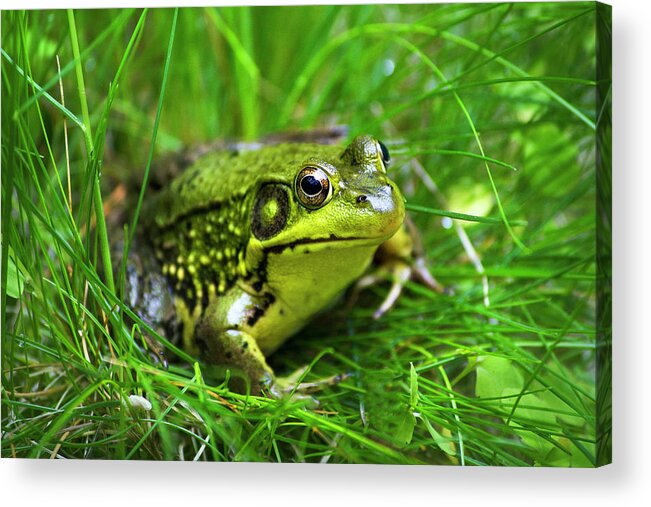 Frog Acrylic Print featuring the photograph Happy Green Frog by Christina Rollo