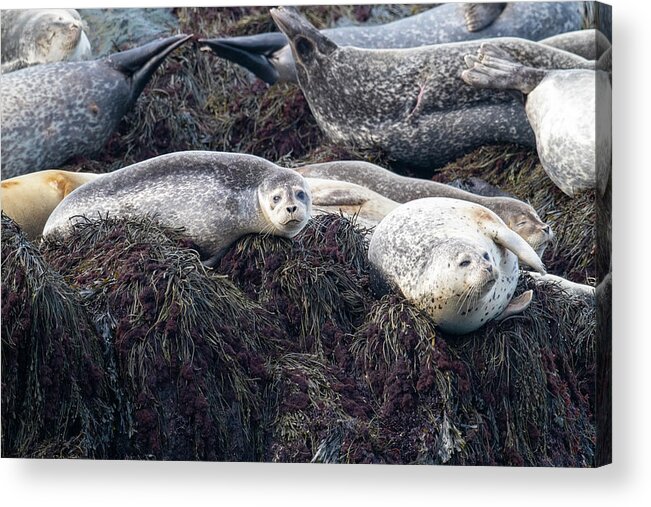 Scott Leslie Acrylic Print featuring the photograph Harbor Seals Along Bay of Fundy by Scott Leslie