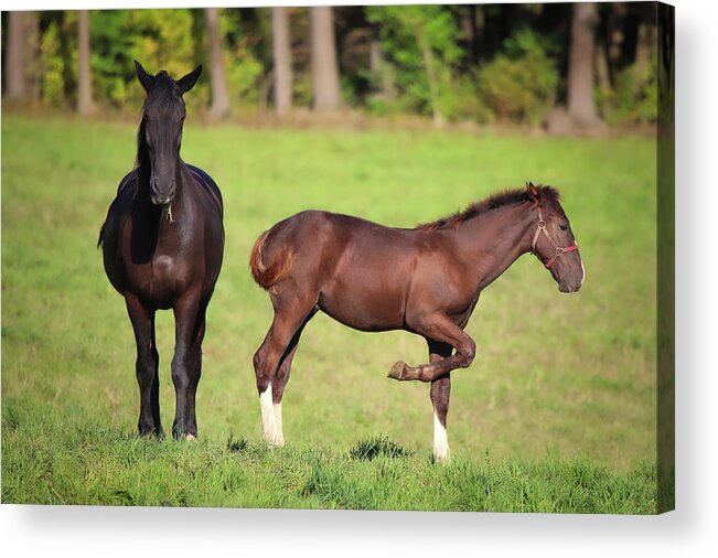 Horses Acrylic Print featuring the photograph Having Fun by Scott Burd