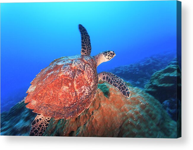 Underwater Acrylic Print featuring the photograph Hawksbill Turtle Eretmaochelys Imbricata by Stuart Westmorland / Design Pics
