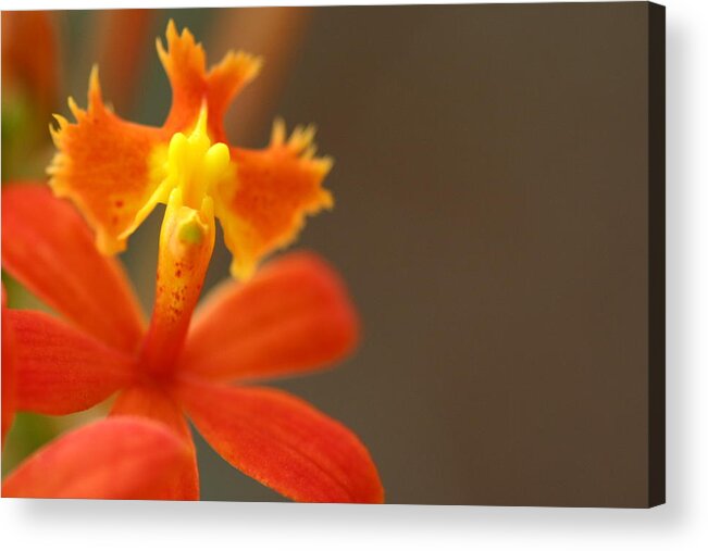 Petal Acrylic Print featuring the photograph Hello Little Alien by Silkegb