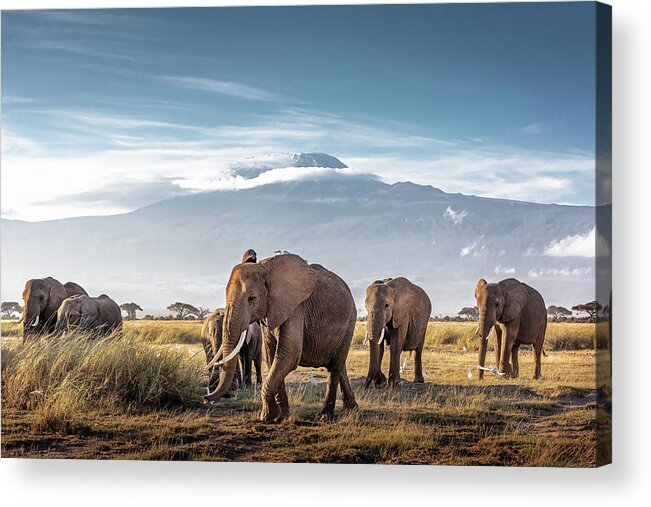Elephant Acrylic Print featuring the photograph Herd of African Elephants in Front of Kilimanjaro by Good Focused