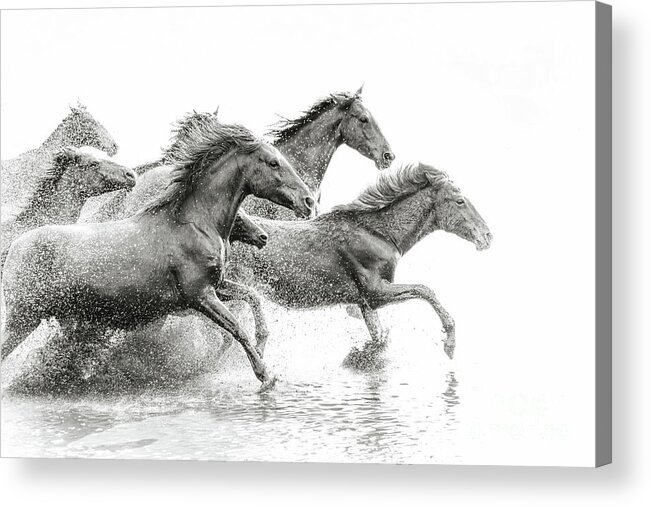 Horse Acrylic Print featuring the photograph Herd Of Wild Horses Running In Water by Tunart