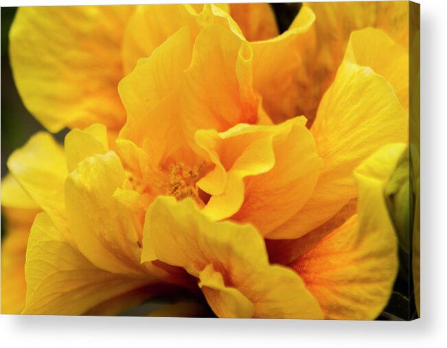 Hibiscus Folds
Orange Acrylic Print featuring the photograph Hibiscus Folds by Chris Moyer