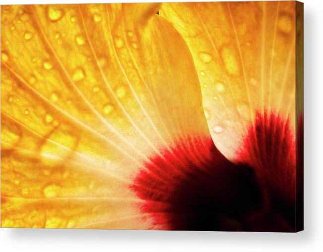 Hibiscus Acrylic Print featuring the photograph Hibiscus Petals by Christopher Johnson