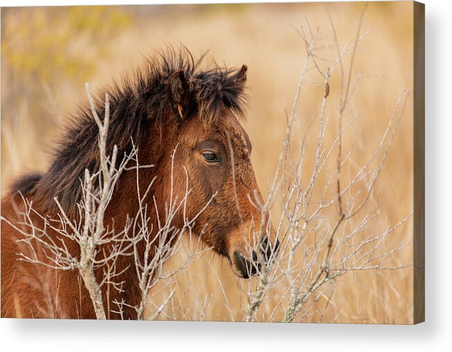 Animals Acrylic Print featuring the photograph Hidden Filly by Donna Twiford