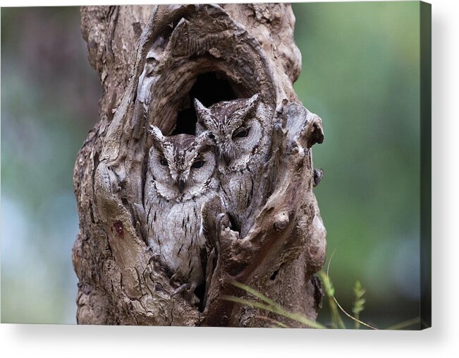 Owl Acrylic Print featuring the photograph Hidden by Sarosh Lodhi