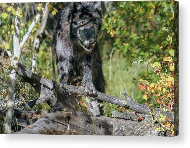 Wolf Acrylic Print featuring the photograph Hiding in Shadows by Ronnie And Frances Howard