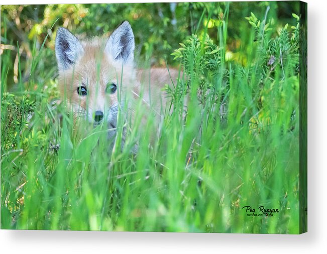 Fox Acrylic Print featuring the photograph Hiding by Peg Runyan