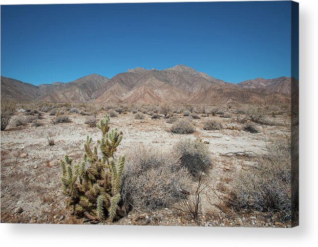 Anza-borrego Desert State Park Acrylic Print featuring the photograph High Desert Cactus by Mark Duehmig
