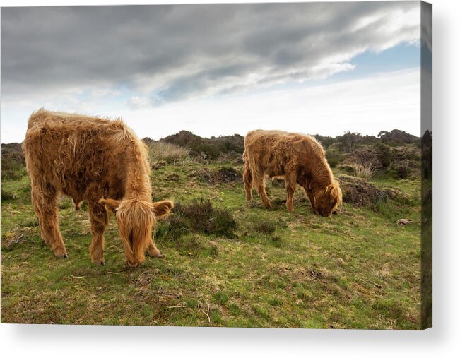 Animal Acrylic Print featuring the photograph Highland Cattle feeding at Baslow Edge by Scott Lyons