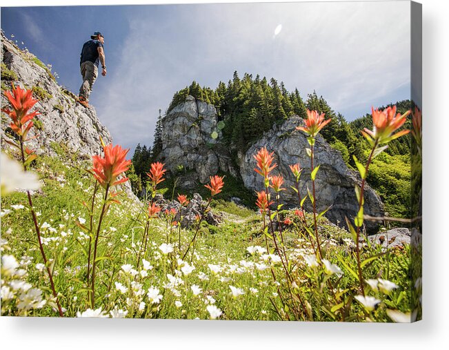 Mountaineering Acrylic Print featuring the photograph Hiker Standing On Bluff Above Alpine Meadow Filled With Flowers. by Cavan Images