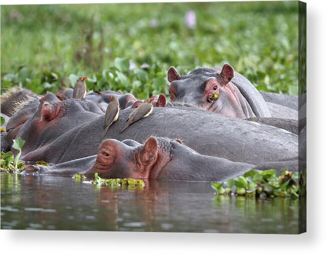 Kenya Acrylic Print featuring the photograph Hippos And Oxpecker Birds In Lake by Richmatts