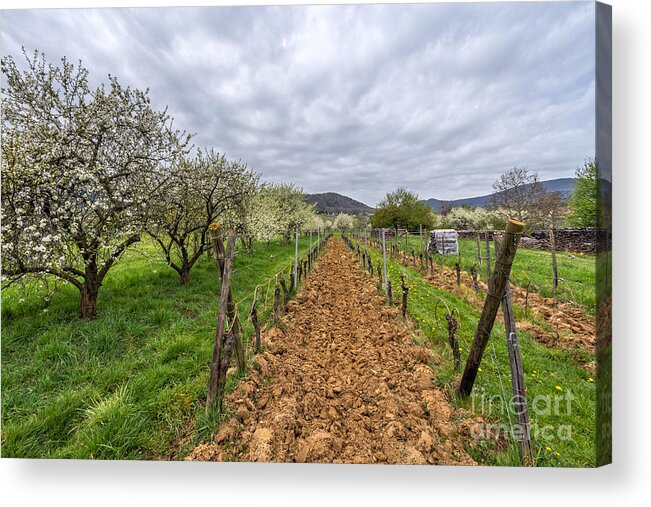 Mittelbergheim Acrylic Print featuring the photograph Historical gems in the Alsace by Bernd Laeschke