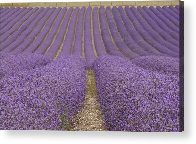 In A Row Acrylic Print featuring the photograph Hitchin Lavender by Photo © Stephen Chung