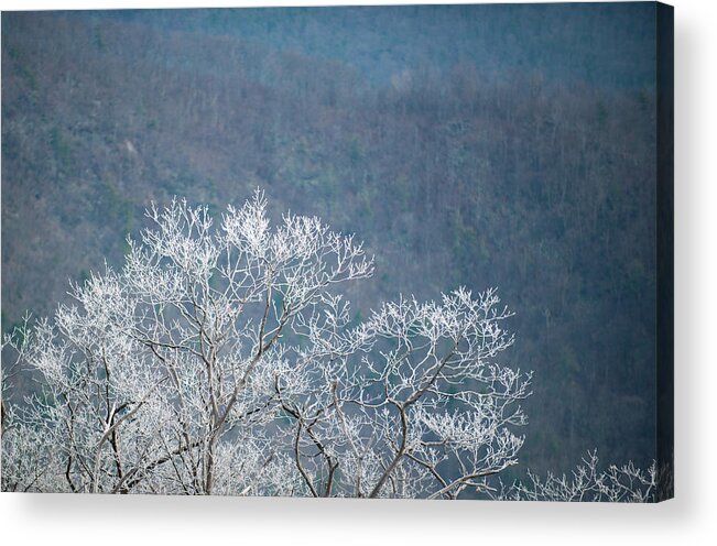 Blue Ridge Acrylic Print featuring the photograph Hoarfrost Collects on Branches by Mark Duehmig