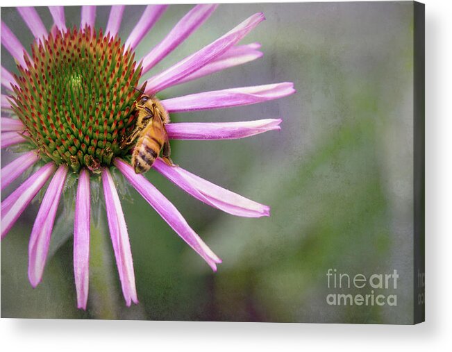 Echinacea Acrylic Print featuring the photograph Honey Bee On Pink Coneflower by Sharon McConnell