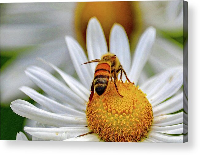 Animal Acrylic Print featuring the photograph Honeybee on a Daisy by Susan Rydberg