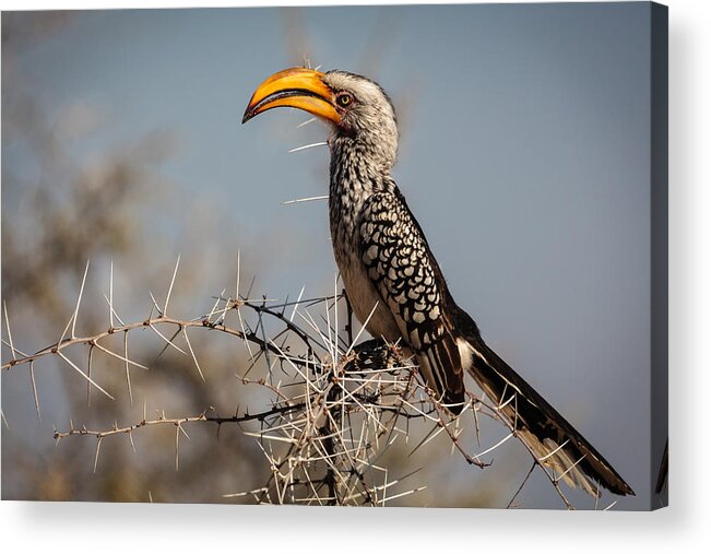 Nature Acrylic Print featuring the photograph Hornbill by Franco Farinati