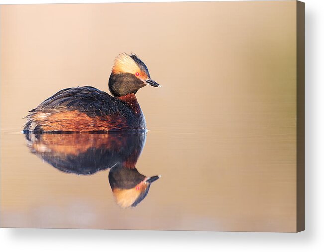 Hornedgrebe Acrylic Print featuring the photograph Horned Grebe With Reflection by Magnus Renmyr