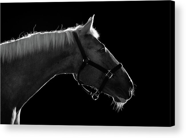 Horse Acrylic Print featuring the photograph Horse by Arman Zhenikeyev - Professional Photographer From Kazakhstan