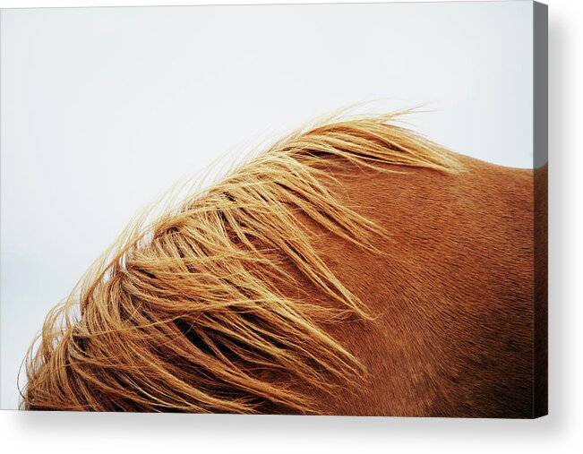 Animal Themes Acrylic Print featuring the photograph Horse, Close-up by Markus Renner