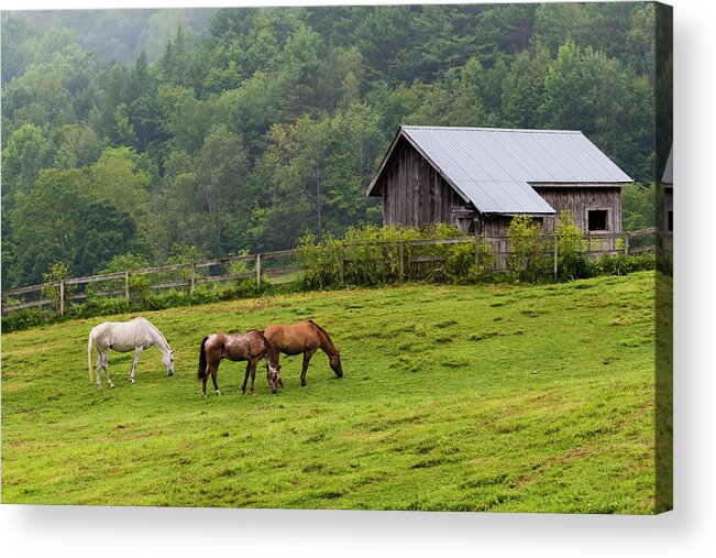 Horse Farm Acrylic Print featuring the photograph Horse Farm by Brenda Petrella Photography Llc