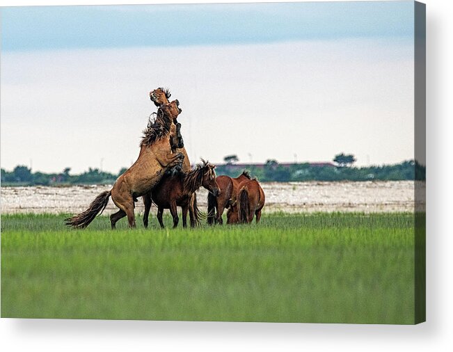 Wild Horses Acrylic Print featuring the photograph Horse fighting to show who is the boss by Dan Friend