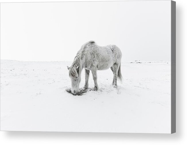 Horse Acrylic Print featuring the photograph Horse Grazing In Snow by Ingólfur Bjargmundsson