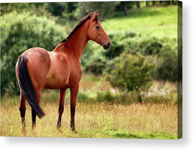 Horse Acrylic Print featuring the photograph Horse in meadow by Grant Glendinning
