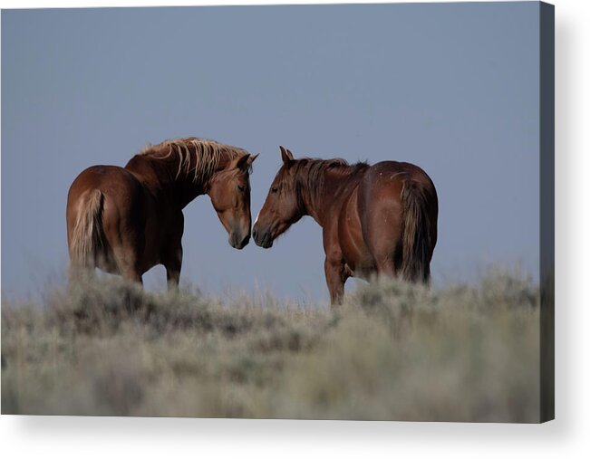 Horse Acrylic Print featuring the photograph Horse Love by Patrick Nowotny