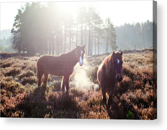Horse Acrylic Print featuring the photograph Horses At Sunrise, New Forest, Hampshire by Simon J Byrne