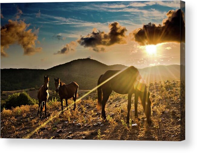 Horse Acrylic Print featuring the photograph Horses Grazing At Sunset by Finasteride