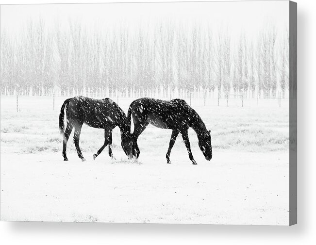 Horse Acrylic Print featuring the photograph Horses In Snow by Mark Meredith
