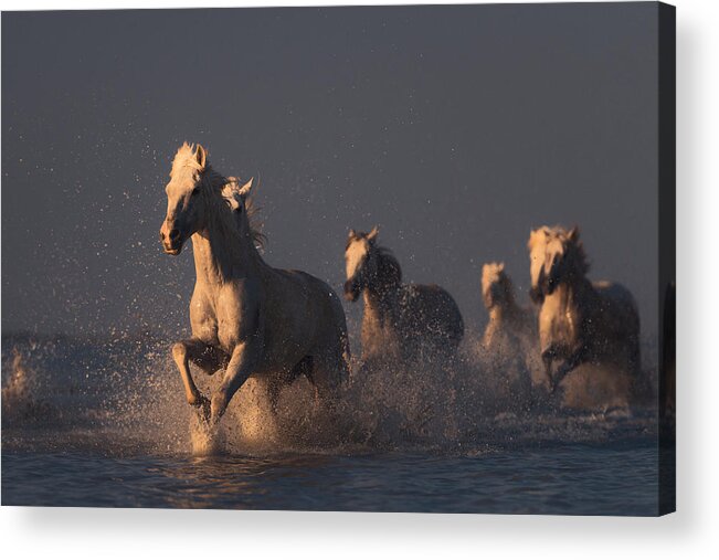 Horses Acrylic Print featuring the photograph Horses In Sunset Light by Rostovskiy Anton