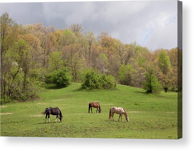 Horses In The Field Acrylic Print featuring the photograph Horses In The Field, West Virginia 09 - Color by Monte Nagler