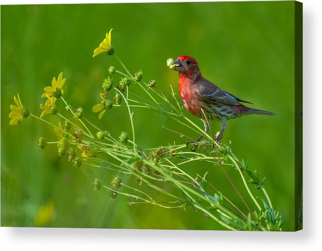 Nature Acrylic Print featuring the photograph House Finch And Flowers by Mike He