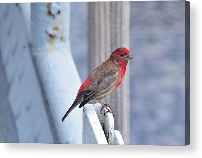 Finch Acrylic Print featuring the photograph House Finch on the U.S.S. Wisconsin by Nicole Lloyd