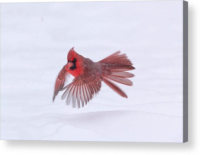 Cardinal Birds Acrylic Print featuring the photograph Hovering by Ling Lu