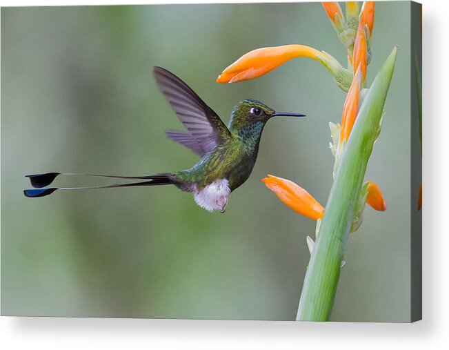 Booted Acrylic Print featuring the photograph Hummingbird And Flower by Cheng Chang