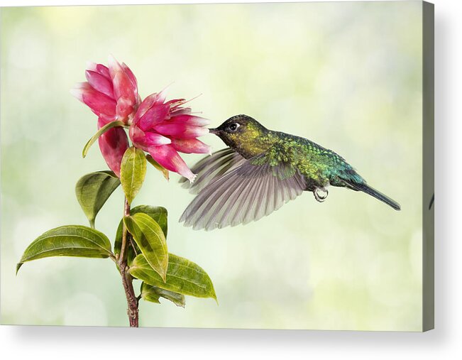 Bird Acrylic Print featuring the photograph Hummingbird Delight by Linda D Lester