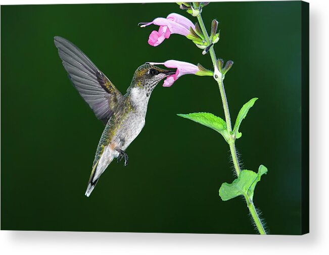 Animal Themes Acrylic Print featuring the photograph Hummingbird Feeding On Pink Salvia by Dansphotoart On Flickr