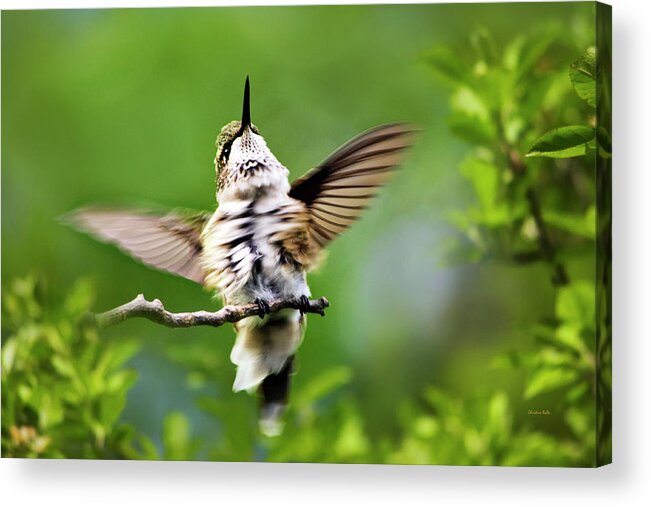 Hummingbird Acrylic Print featuring the photograph Hummingbird Happy Dance by Christina Rollo
